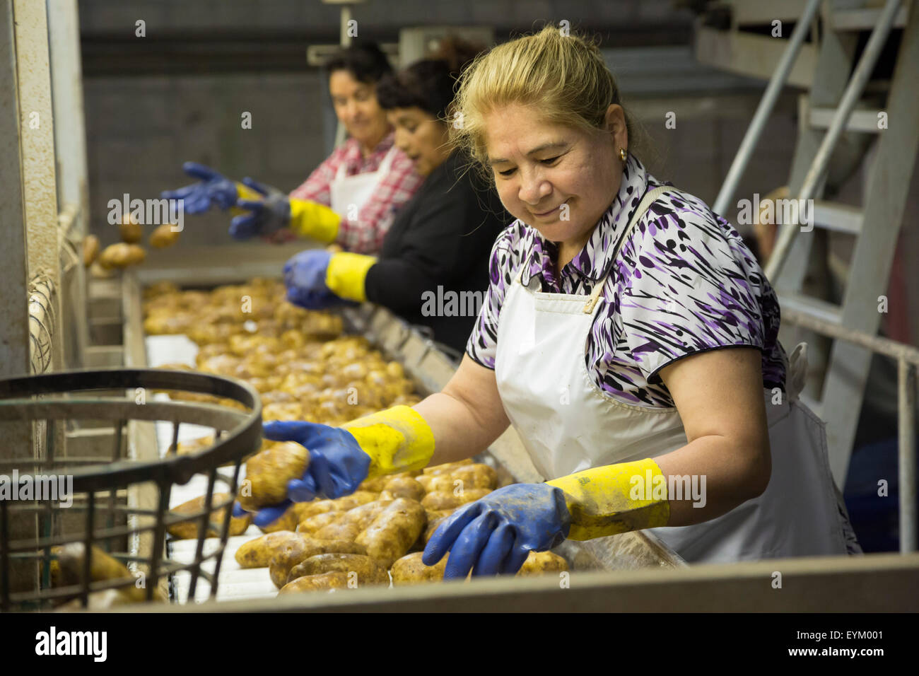 Shelley, Idaho - Mitarbeiter sortieren und Paket Idaho Kartoffeln bei der GPOD Verarbeitung zu Pflanzen. Stockfoto