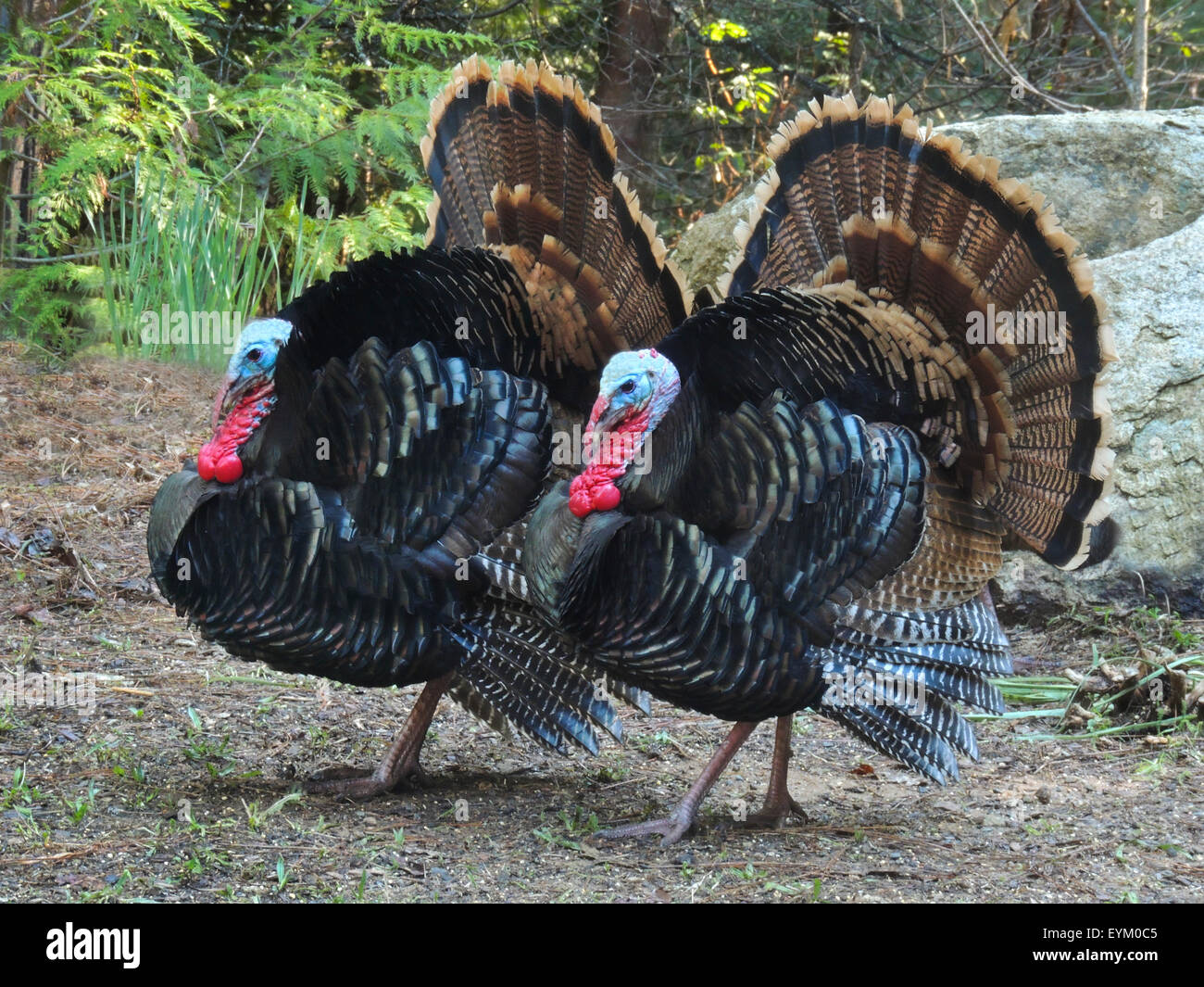 Männliche Wildtruthahn (Meleagris Gallopavo) Kehllappen engorged mit Blut, Weibchen während der Brutzeit zu gewinnen. Sierra Elõ Stockfoto