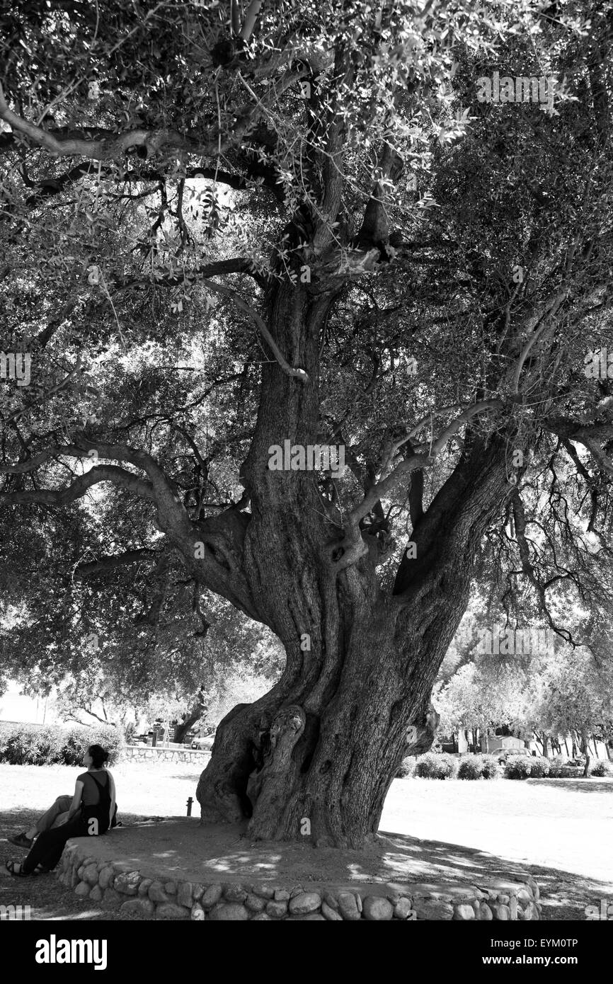 Schwarzer olivenbaum Schwarzwei-Stockfotos und -bilder - Alamy
