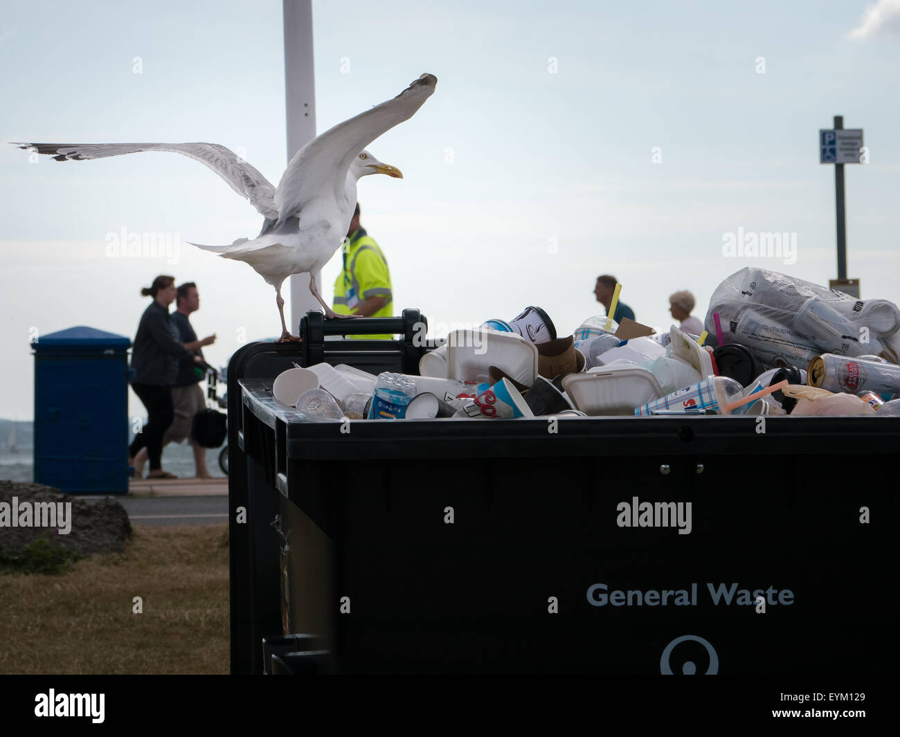 Eine Möwe Aufräumvorgang für Lebensmittel aus Müll Müllcontainer Stockfoto