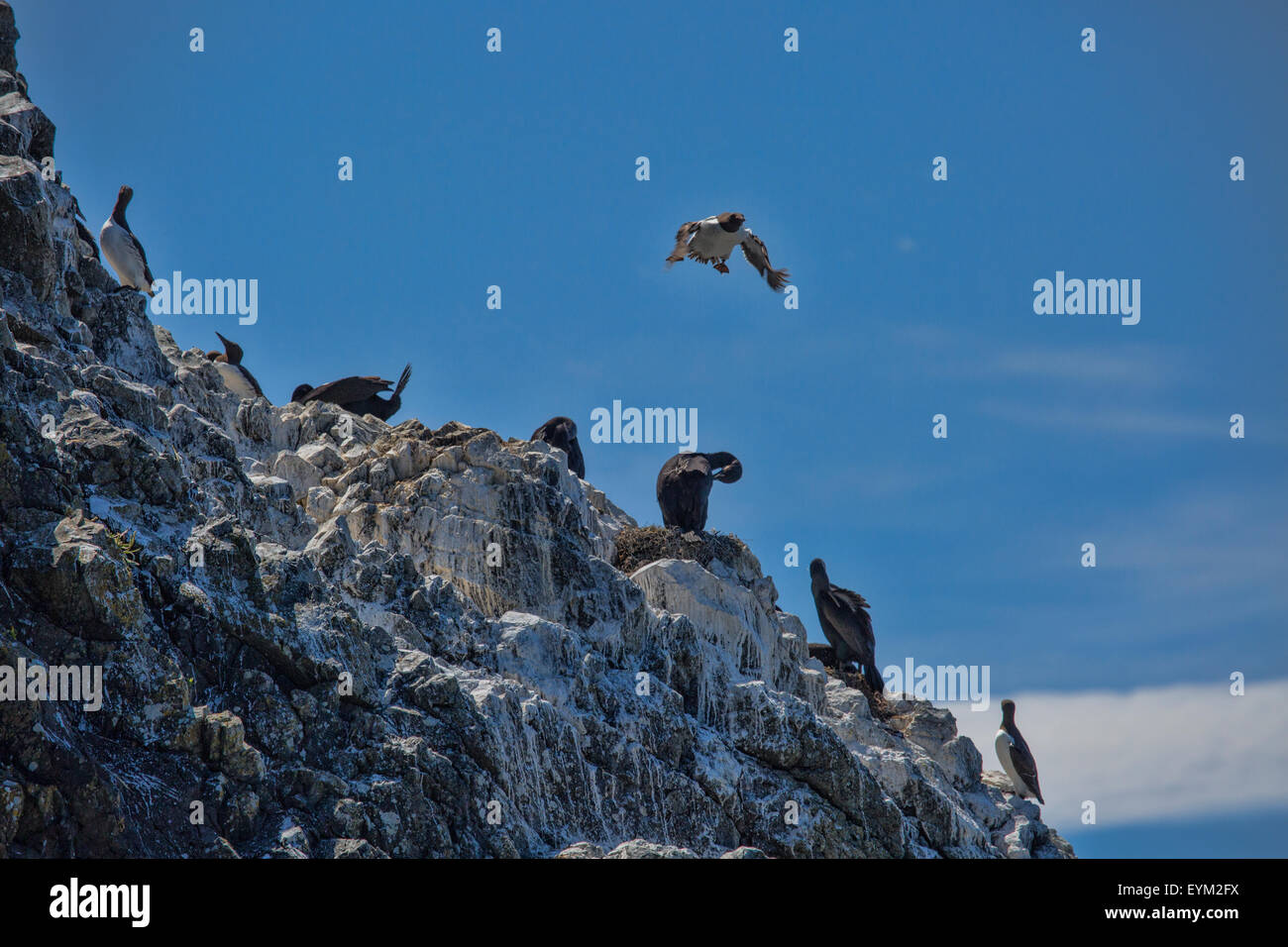 Dies ist eine Verschachtelung Kolonie von Kormoranen und common Murre. Stockfoto