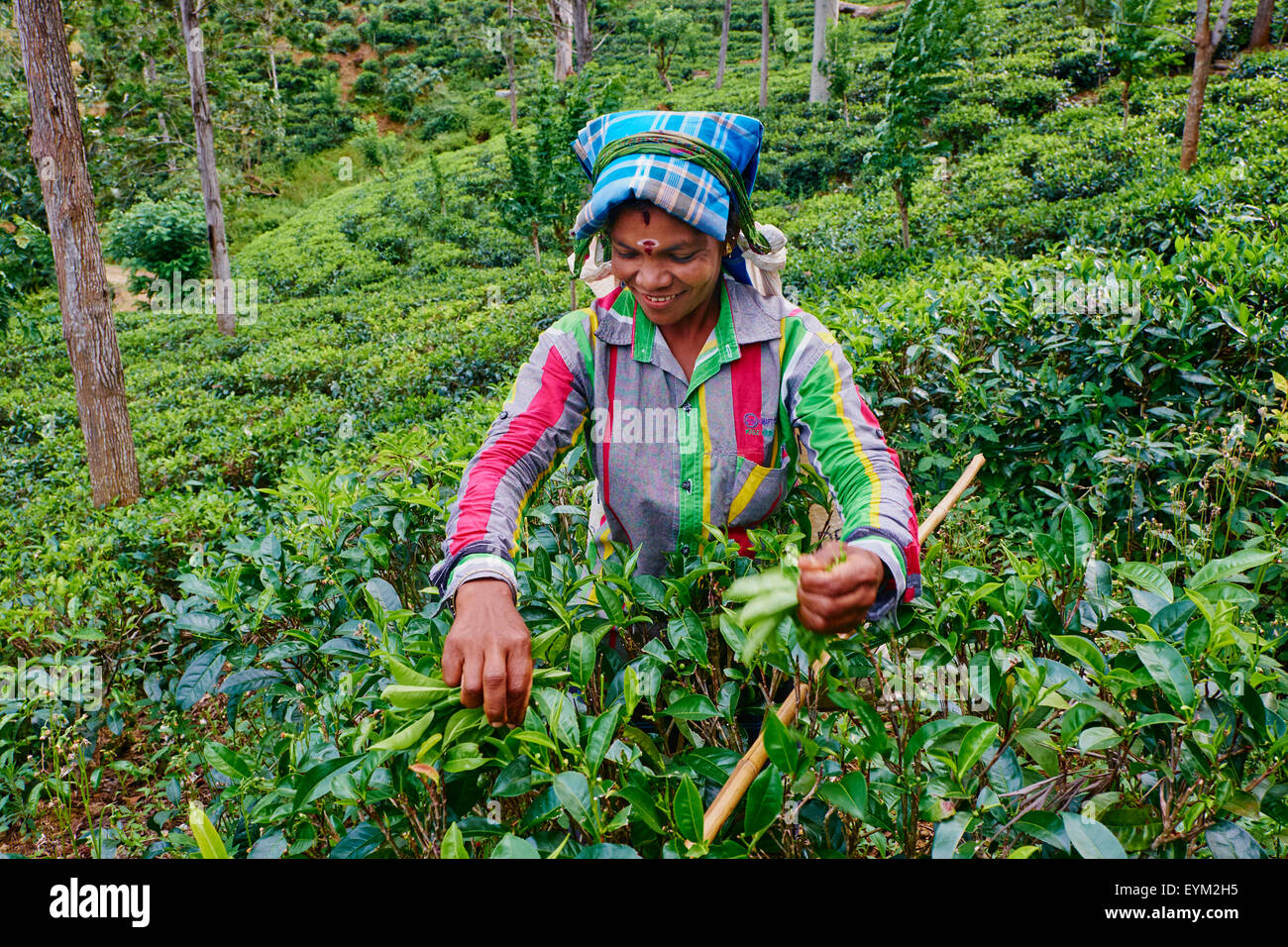 Sri Lanka, Ceylon, Central Province, Haputale, Teeplantagen im Hochland, tamilischen Frauen Tee Kommissionierer Kommissionierung Teeblätter Stockfoto