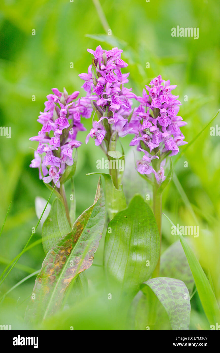 breitblättrigen Knabenkraut Dactylorhiza Majalis, Blüten, Stockfoto