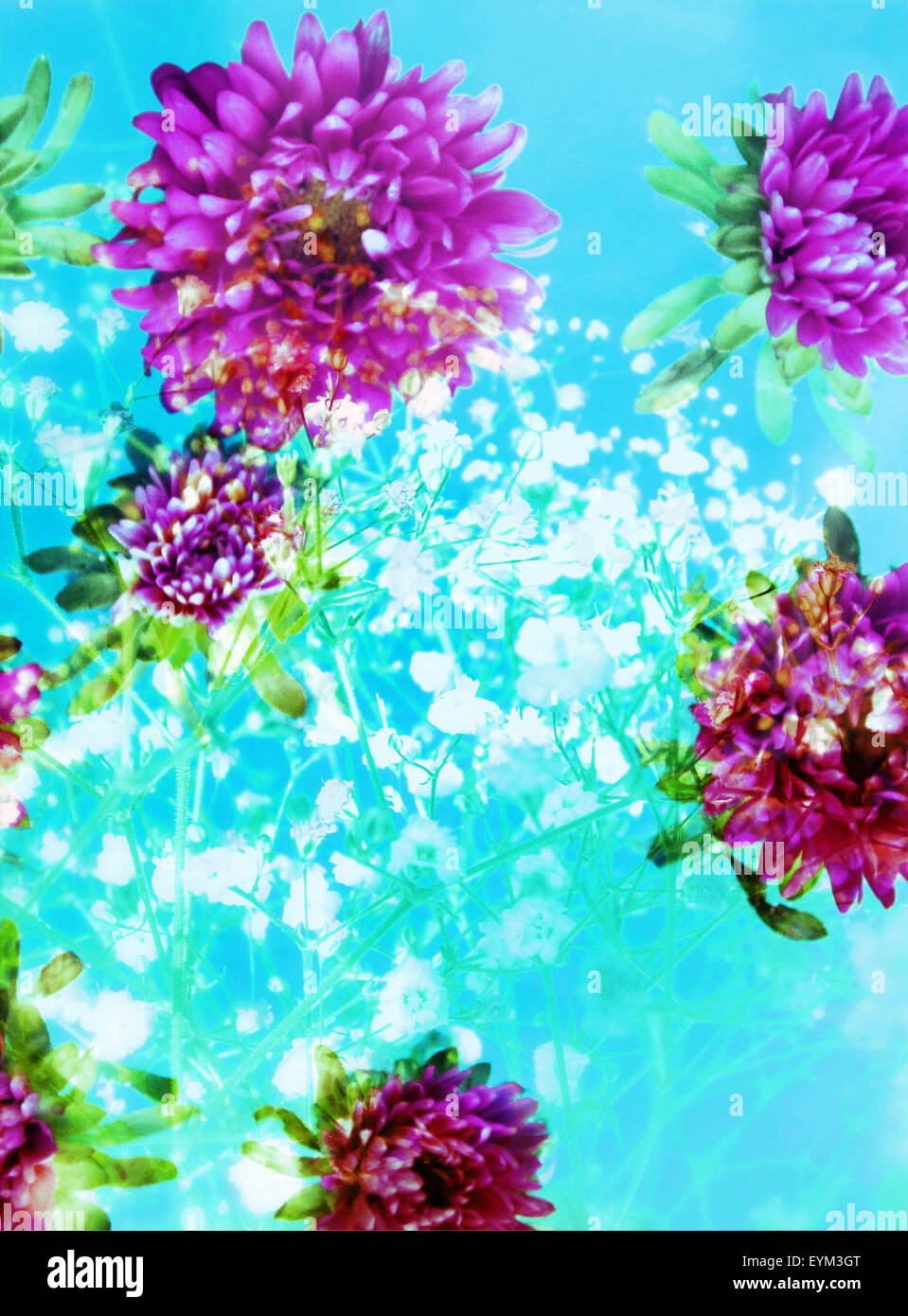 Verfassen von lila Blüten in blauem Wasser mit weißen blühende Zweige, Stockfoto