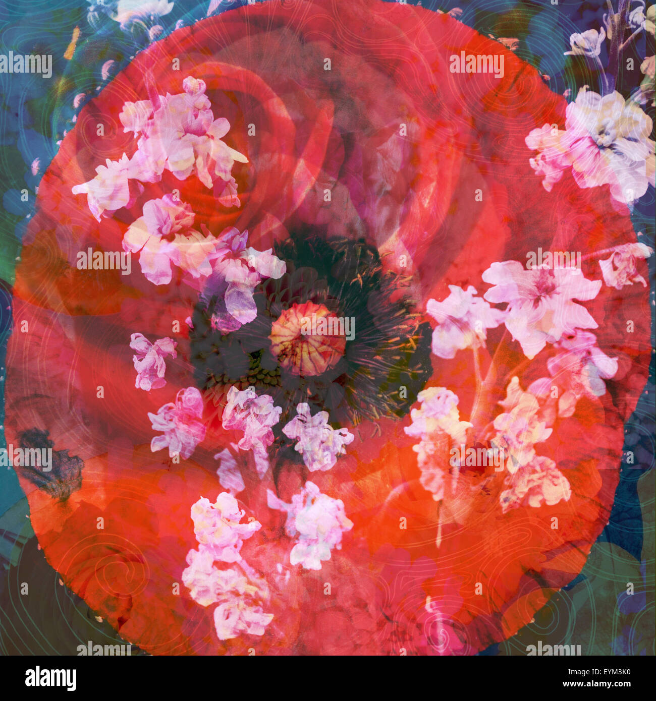 Ein roter Mohn und Rose mit rosa blühende Zweige, komponieren Stockfoto