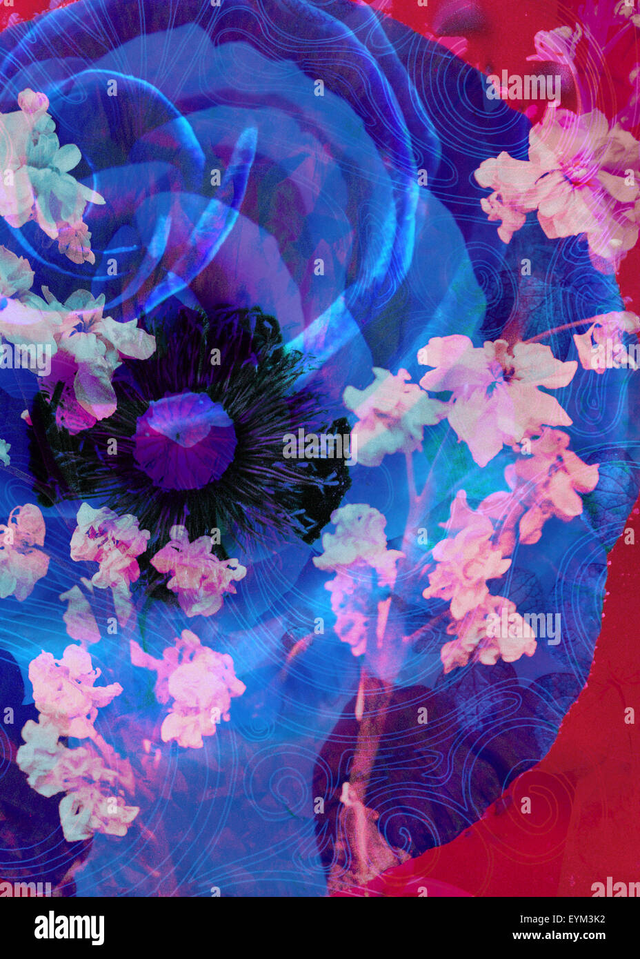 Komponieren eines blauen Mohn und Rose mit rosa blühende Zweige, Stockfoto