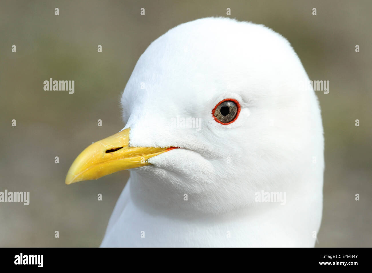 Gemeinsamen Möve, Larus Canus, Porträt, Denali Nationalpark, Alaska, USA, Nordamerika, Stockfoto