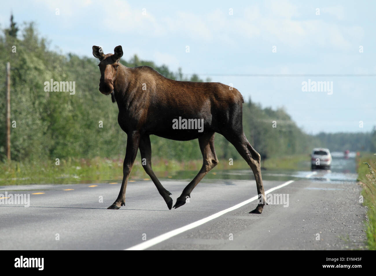 Elch kreuzt befahrenen Straße, Alaska, USA, Nordamerika, Stockfoto