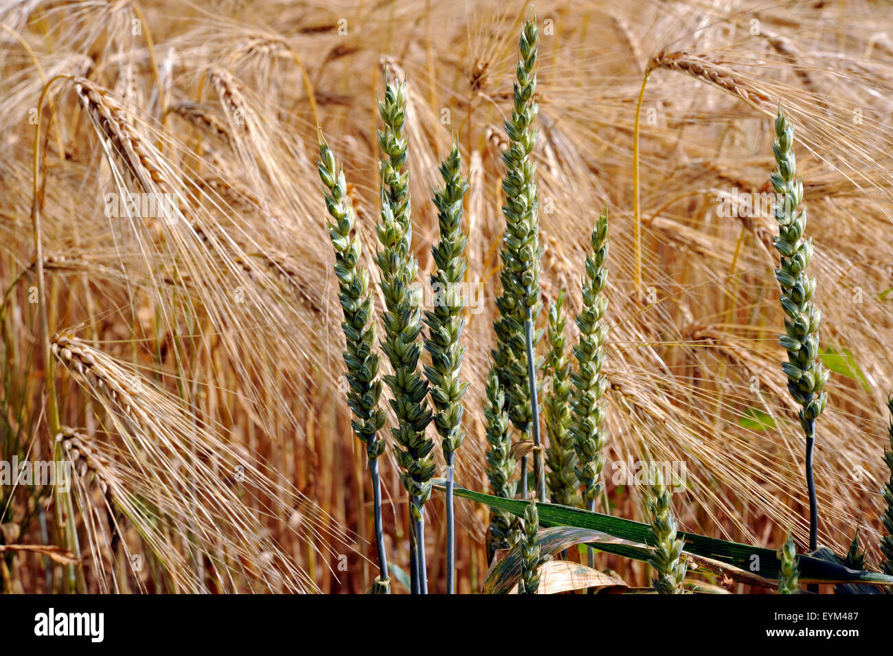 Getreidefeld, isoliert Reife Gerste Ohren mit langen Grannen, bevor es noch grünen Ähren aus dem benachbarten Feld, Stockfoto