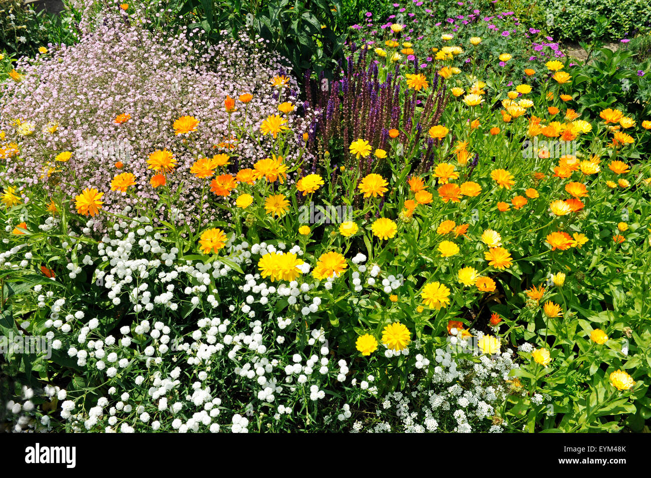 Bunte Sommerblumen von verschiedenen Arten blühen im CottageGarten