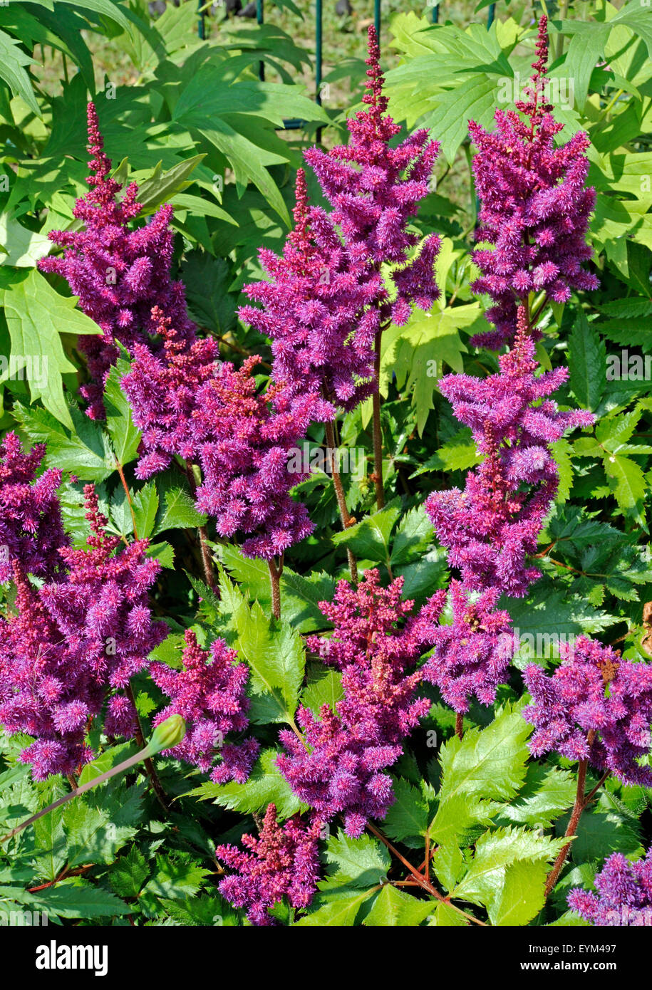 Astilbe, Art "Perkeo", Blüte, Tiefrosa, Garten, Stockfoto