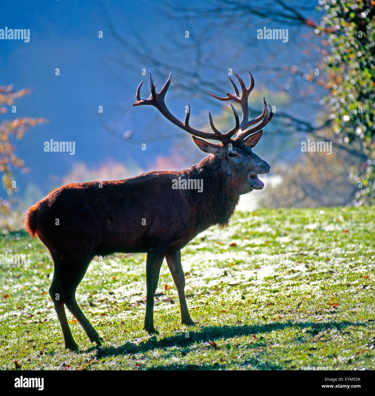 Rothirsch auf einer Alm in Brunft Stimmung, Stockfoto