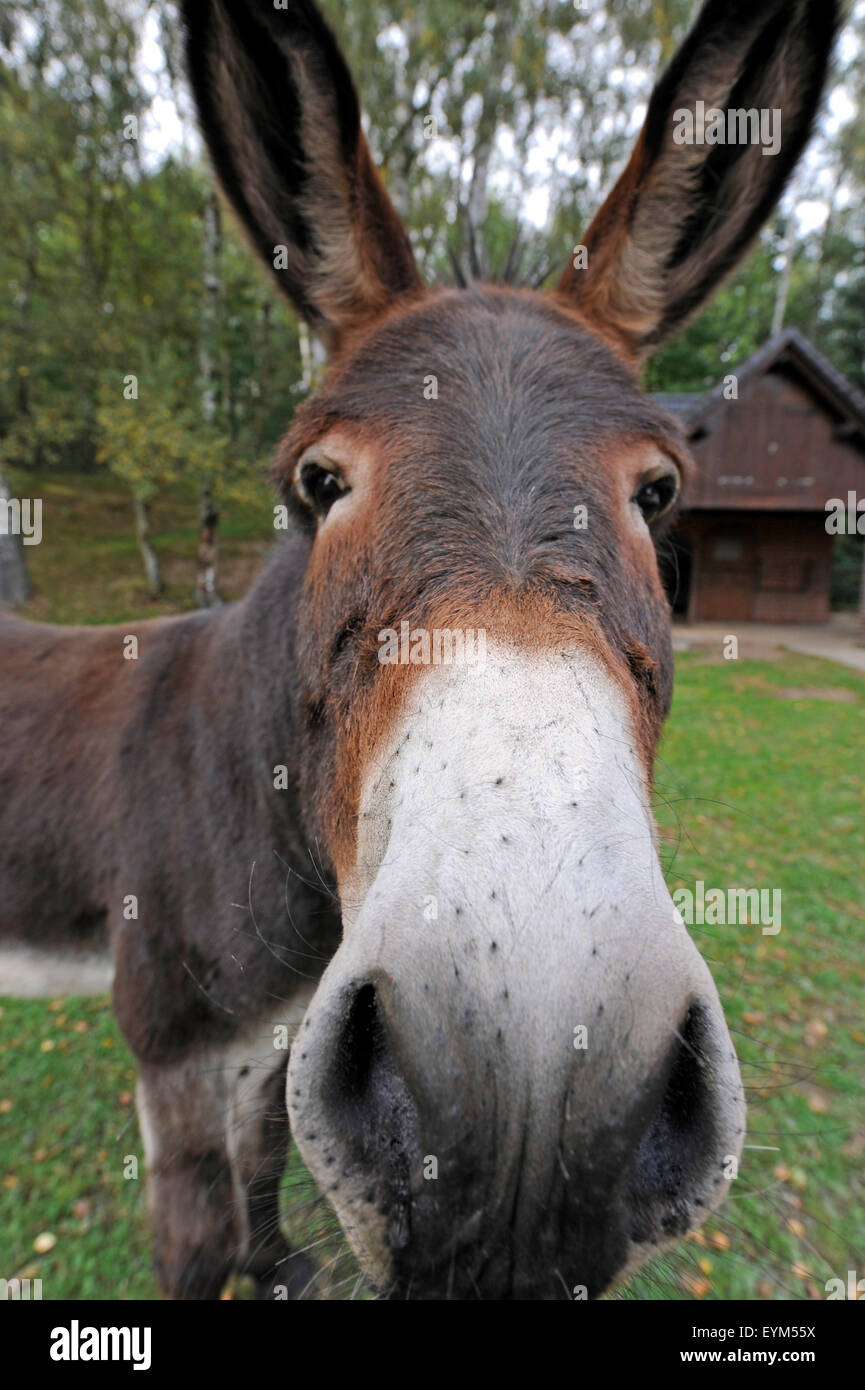 EselPorträt mit lange hochrangige Eselsohren Stockfotografie Alamy