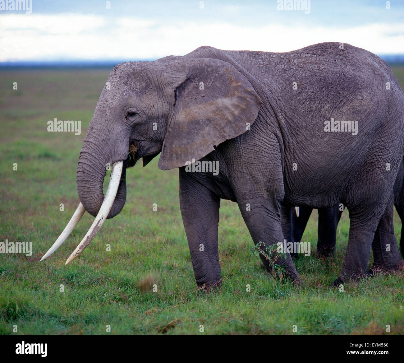 Afrikanische Elefantendame mit langen Stoßzähnen Trockensavanne Gras von den Amboseli Nationalpark, Kenia, Afrika, Stockfoto