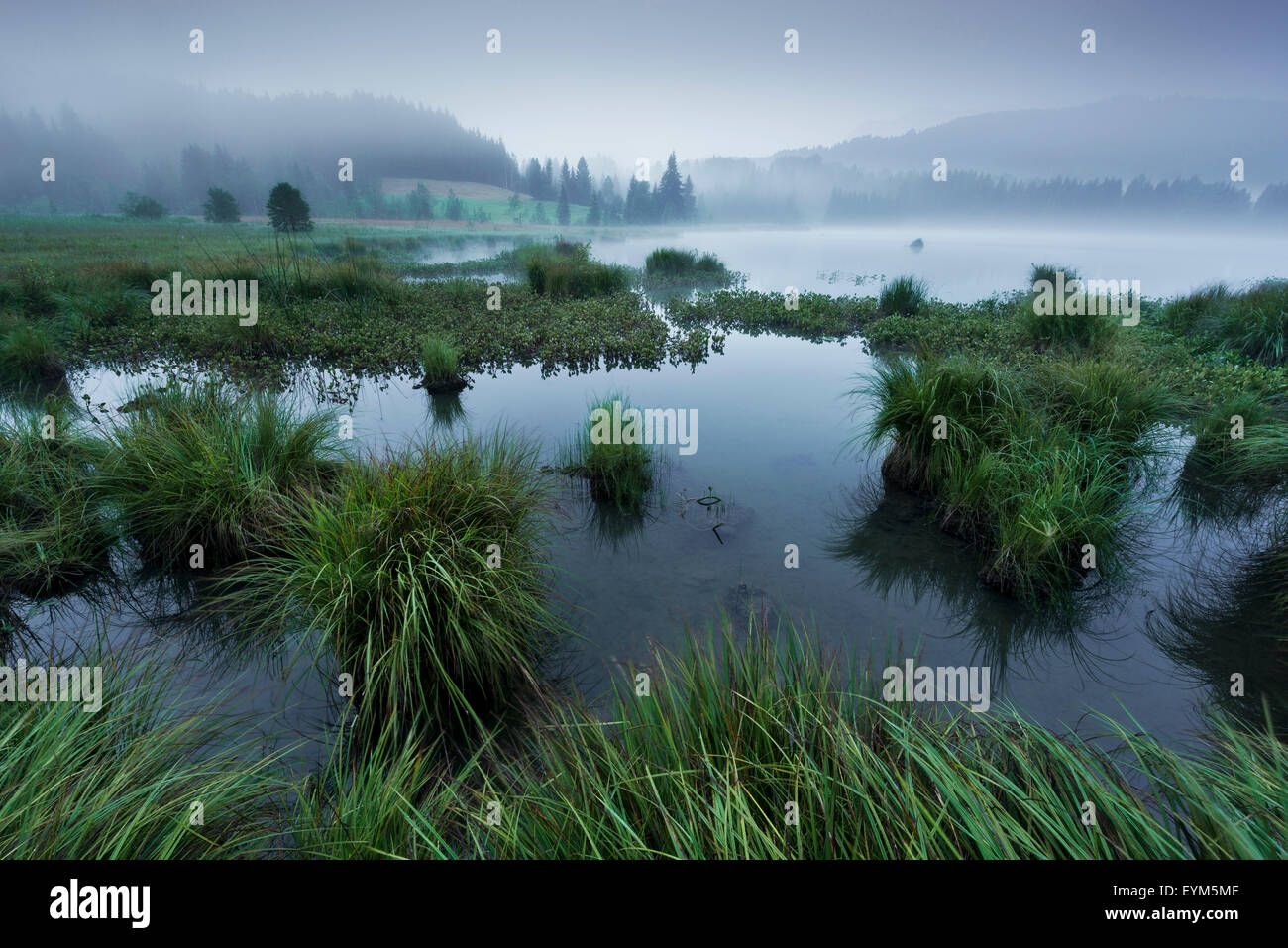 Die Alpen, Geroldsee, Wasser, Schilf, Rasen, Nebel, Morgen, Stimmung, blau, grün, düster, schaurig, Stockfoto