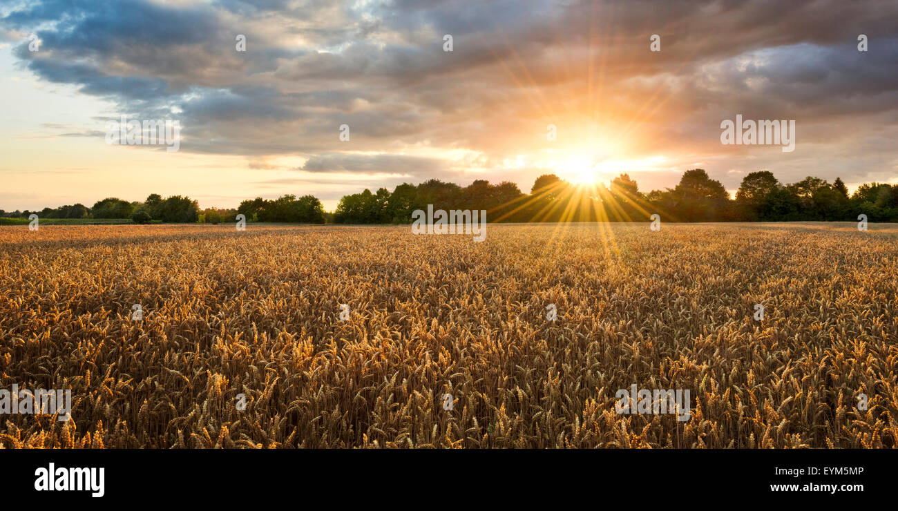 Feld, Weizen, Sonnenstrahlen, Wolken, Sonnenaufgang Stimmung, Gegenlicht, Panorama, Stockfoto