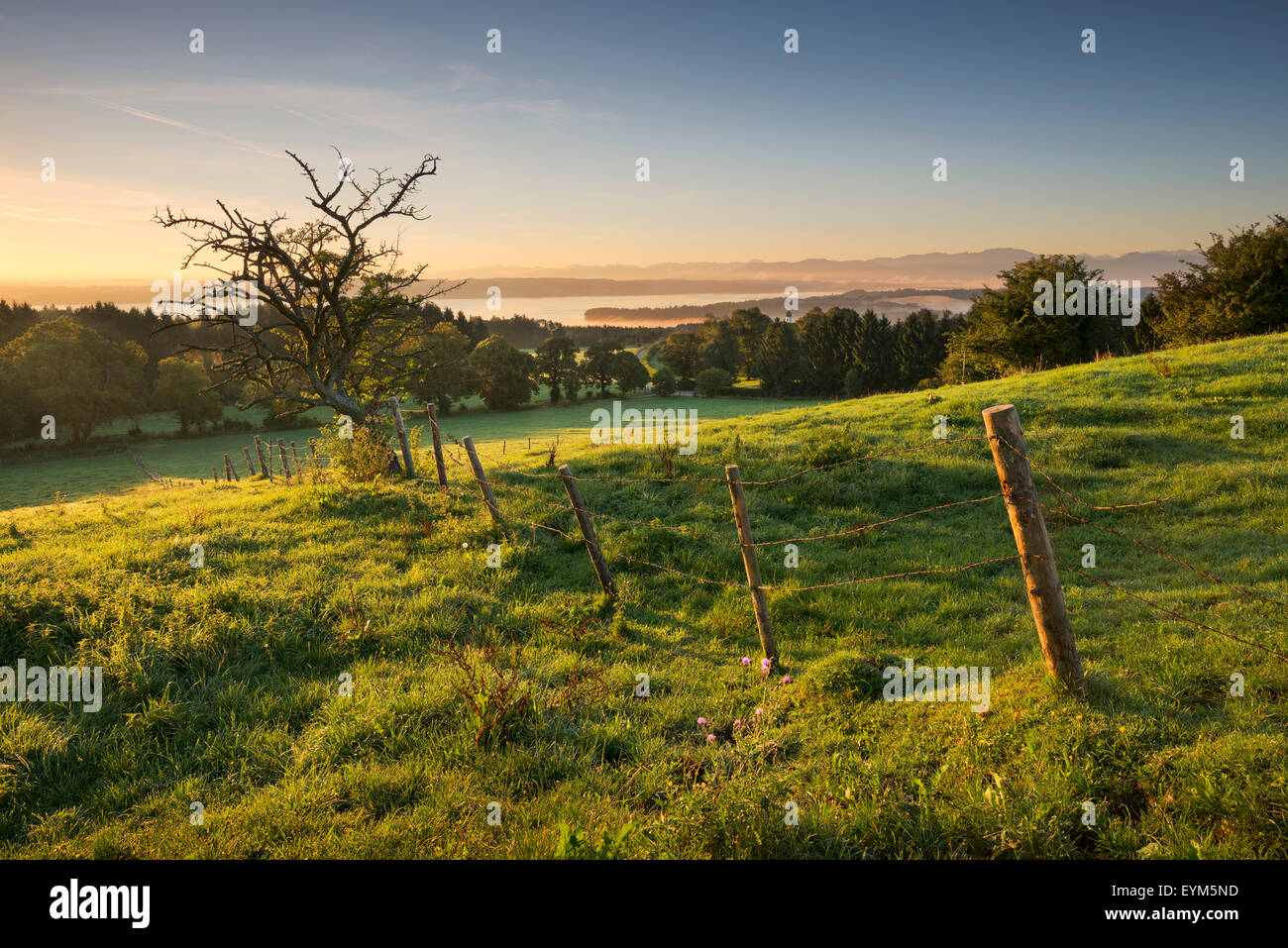 See Starnberger See, die Alpen, Wiese, Licht, Morgen, Stimmung, Baum, Zaun, anzeigen, Tutzing, Kirchturm, Nebel, Blumen, Stockfoto
