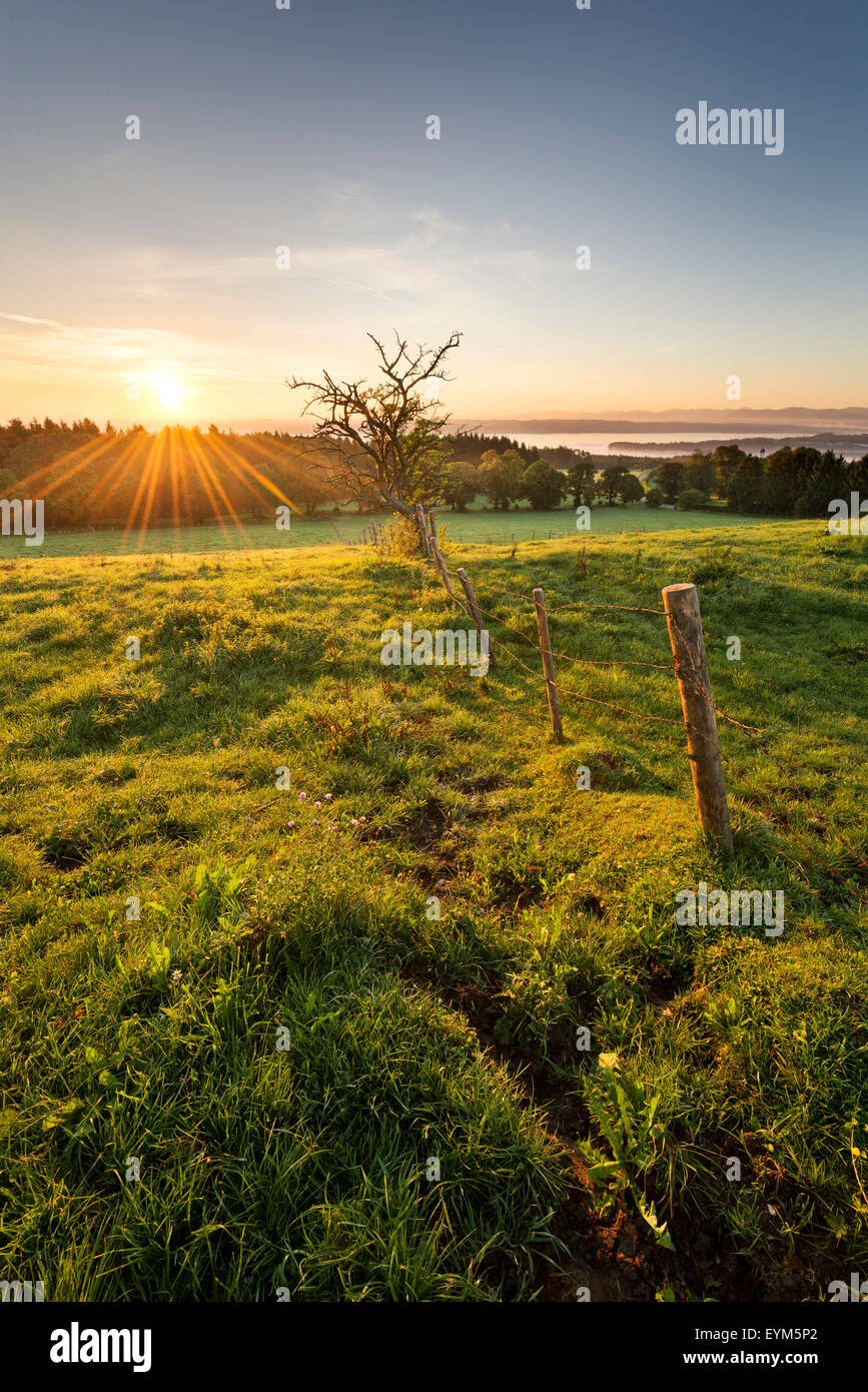See Starnberger See, die Alpen, Wiese, Licht, Morgen, Stimmung, Baum, Zaun, anzeigen, Tutzing, Kirchturm, Nebel, Blumen, Gegenlicht, Stockfoto