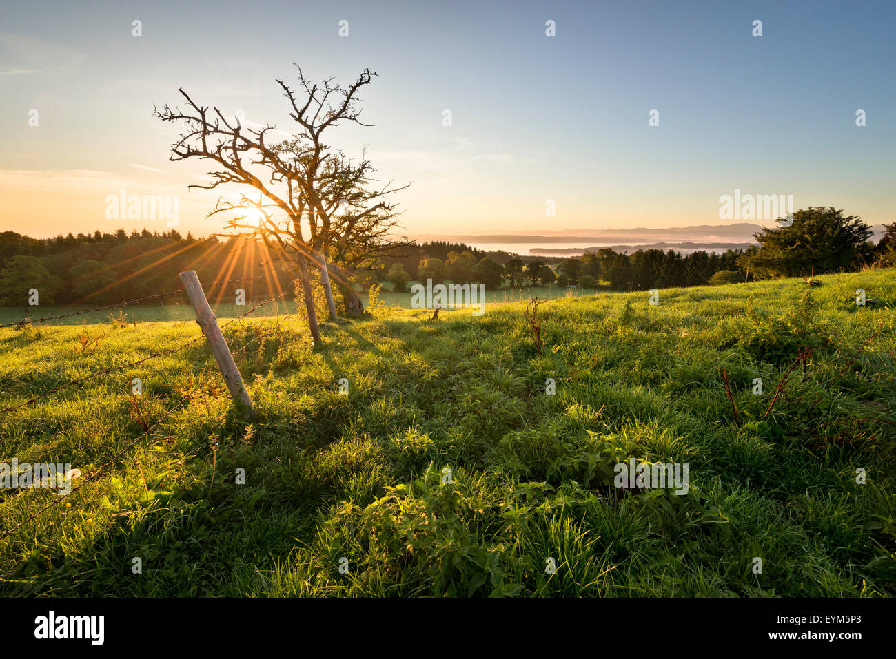 See Starnberger See, die Alpen, Wiese, Licht, Morgen, Stimmung, Baum, Zaun, anzeigen, Tutzing, Kirchturm, Nebel, Blumen, Gegenlicht, Stockfoto