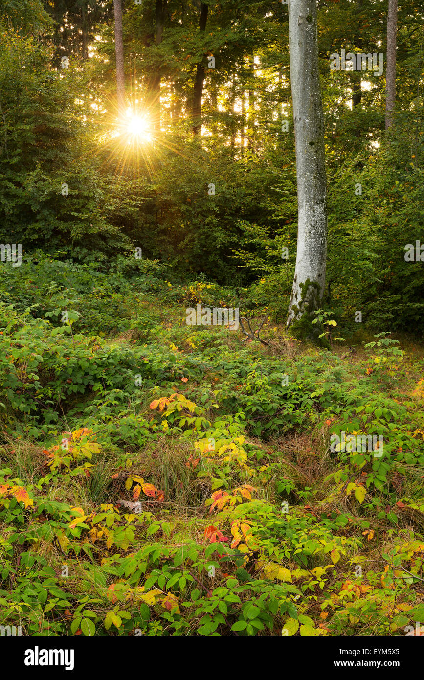 Holz, Herbst, Stimmung, Boden, Licht, Gegenlicht, Sonnenstrahlen, grün, gelb, rot, Baum, Stockfoto