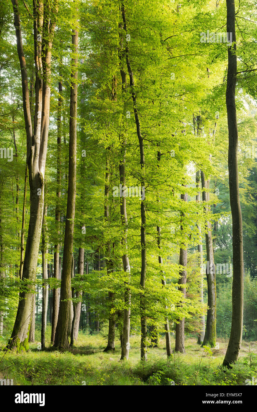 Berge, Alpen, "Ferchensee" (See), Winter, Schnee, Nebel, Stimmung, blau, Stockfoto