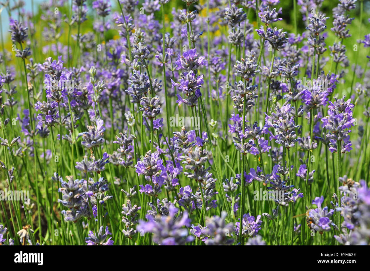 Botanik, Kräutergarten, Lavendel, Stockfoto