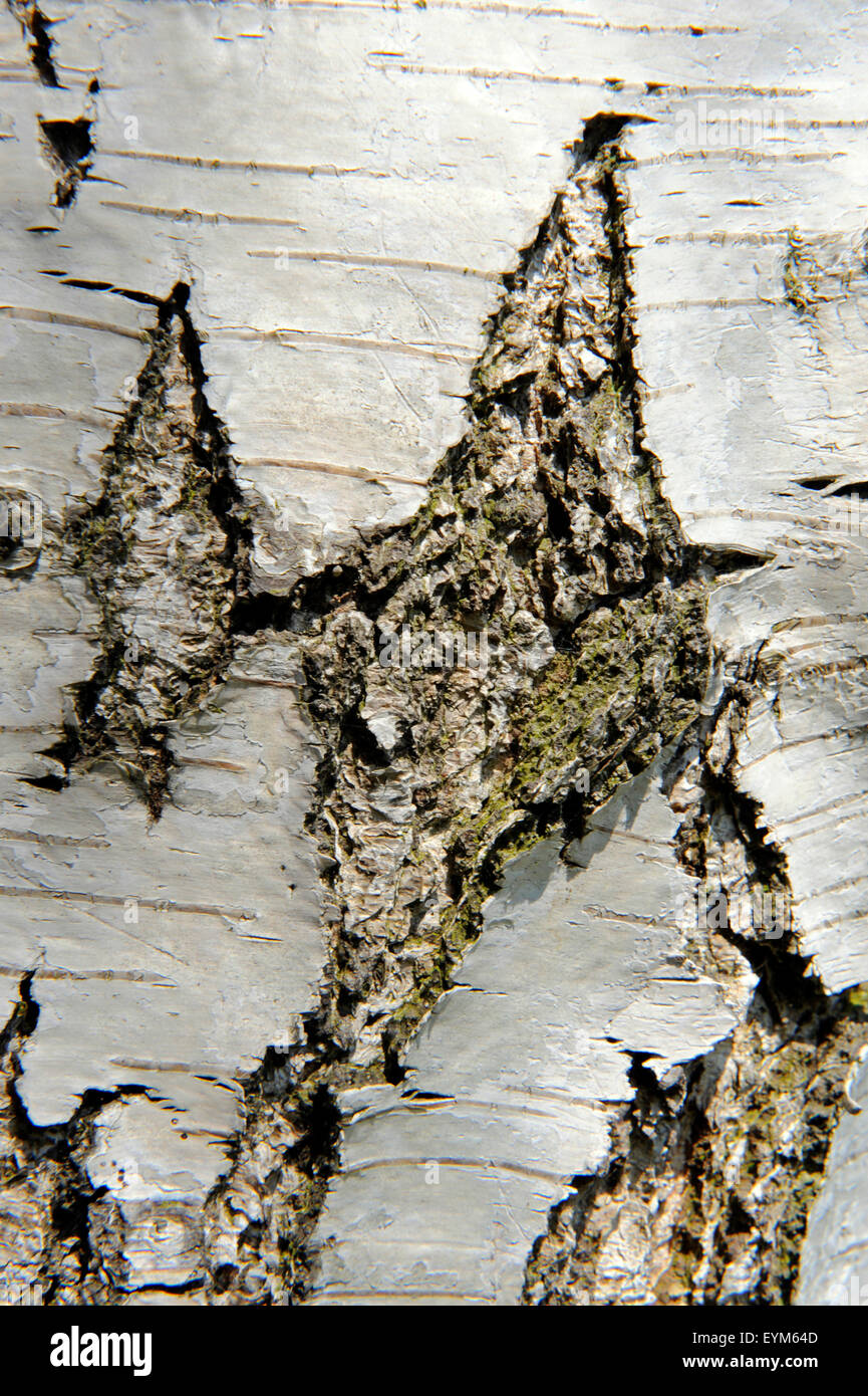 Birke Stamm mit weißen Rinde und typischen Risse, Stockfoto