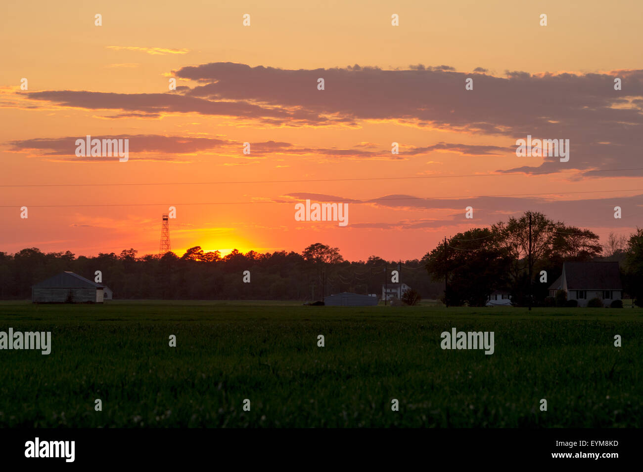 Sonnenuntergang über Bohne Feld mit Feuer-Turm in der Ferne. Ländlichen östlichen Ufer von Maryland. Stockfoto