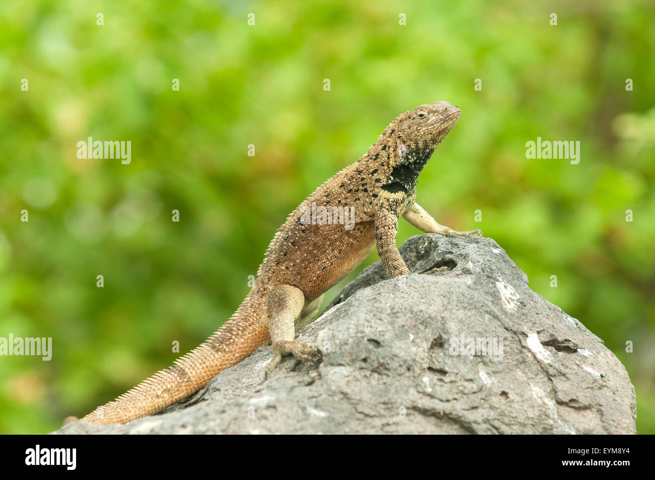 Microlophus Albemariensis, Lava-Eidechse, Espanola Insel, Galapagos-Inseln, Ecuador Stockfoto