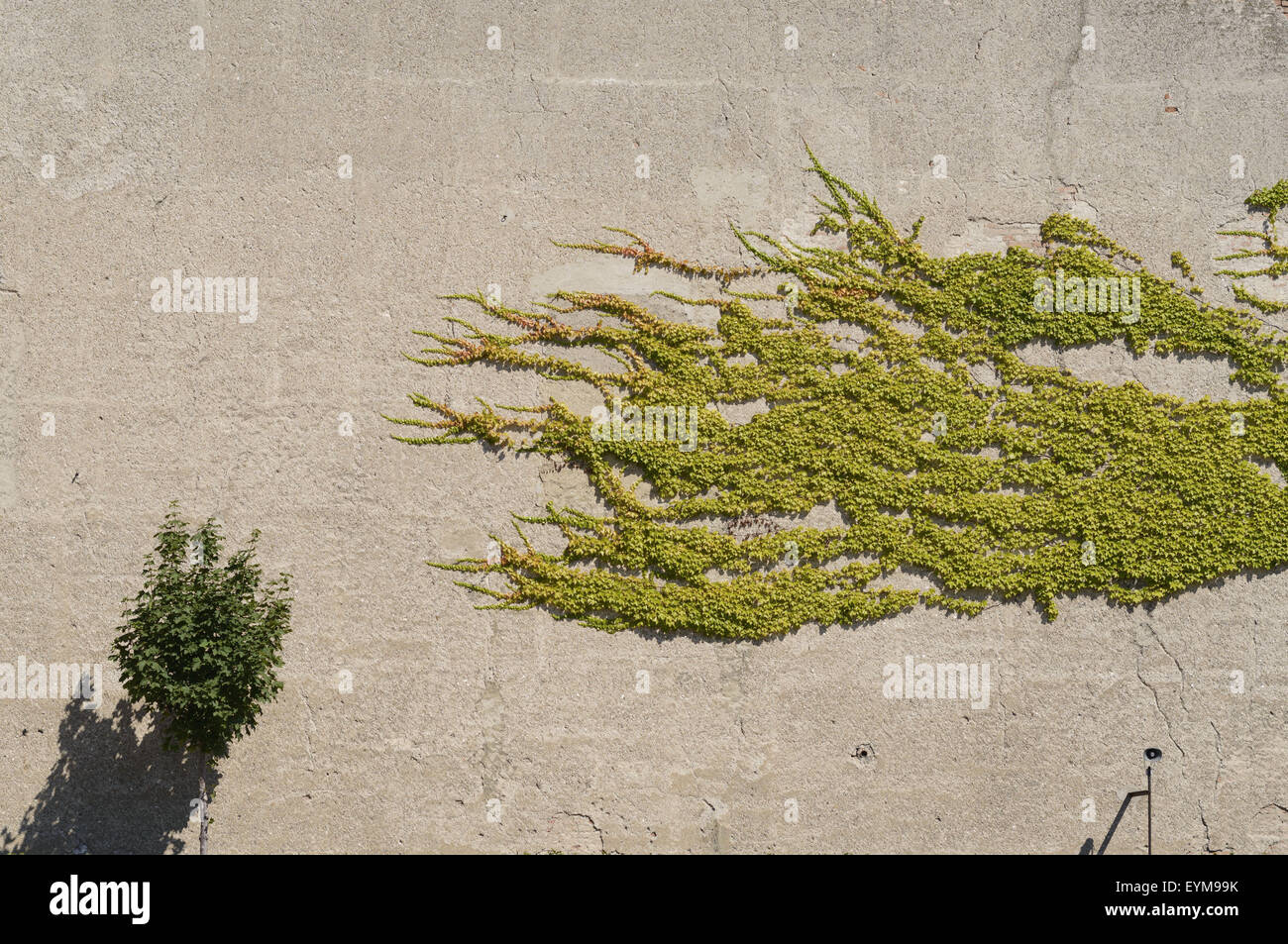 Österreich, Wien, Wand, bedeckt, Boston-Efeu, Traube Ivy, Parthenocissus Tricusspidata, Stockfoto