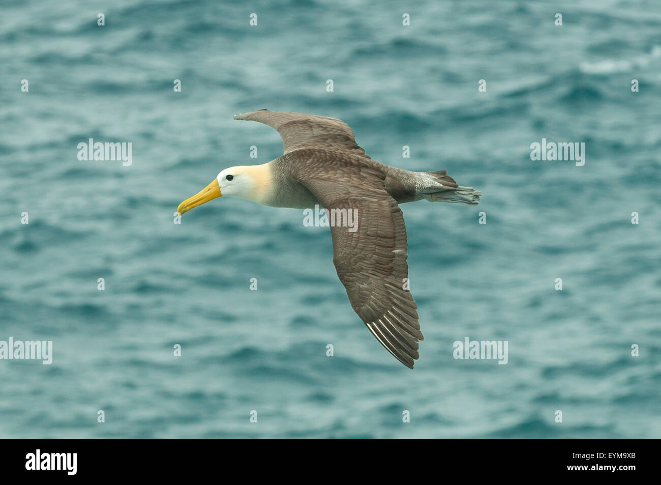 Phoebastria Irrorata, winkte Albatross im Flug, Espanola Insel, Galapagos-Inseln, Ecuador Stockfoto