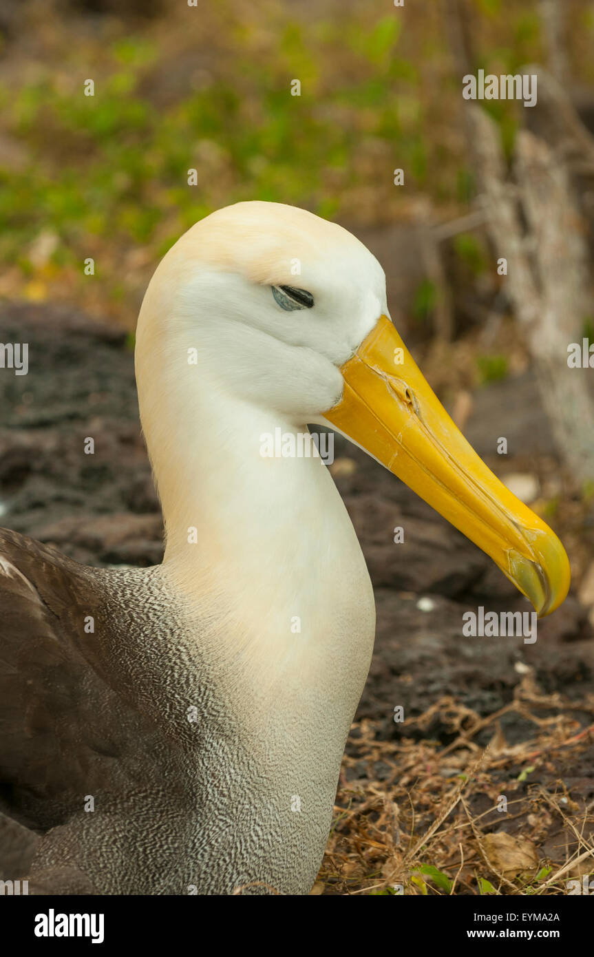 Phoebastria Irrorata, winkte Albatross Espanola Insel, Galapagos-Inseln, Ecuador Stockfoto