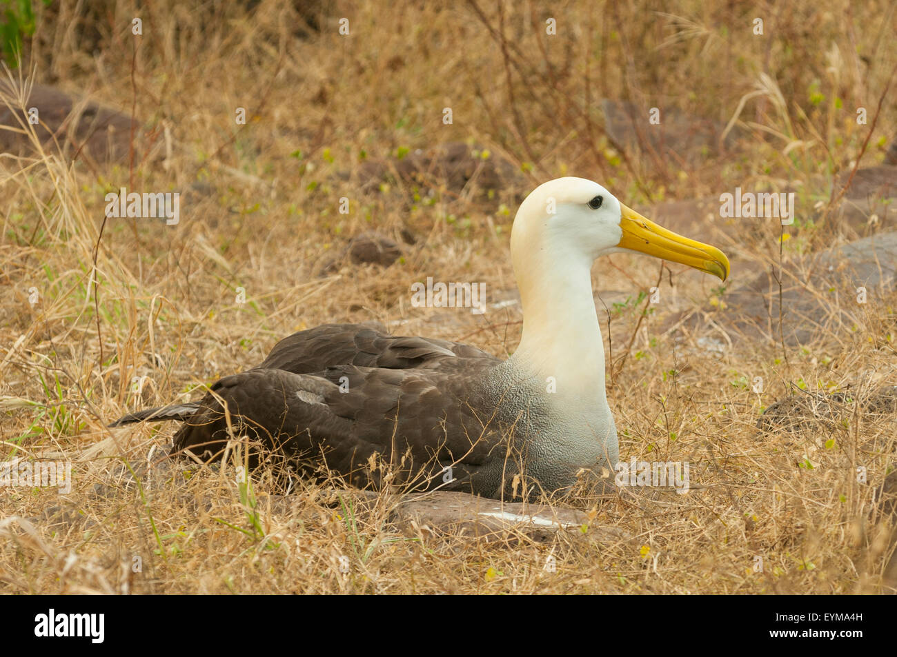 Phoebastria Irrorata, winkte Albatross Espanola Insel, Galapagos-Inseln, Ecuador Stockfoto