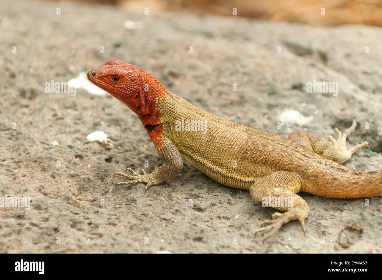 Microlophus Albemariensis, Lava-Eidechse, Espanola Insel, Galapagos-Inseln, Ecuador Stockfoto