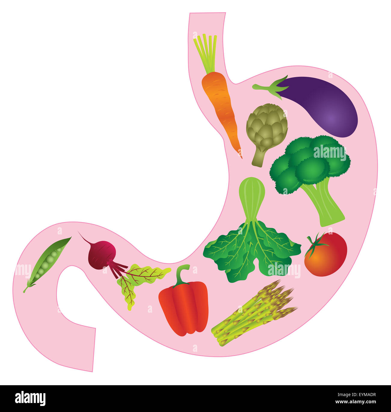 Anatomie der menschlichen Magen mit Karotten Aubergine Rüben Paprika Spargel Artischocken Erbsen Tomate grünes Gemüse Farbe Abbildung Stockfoto
