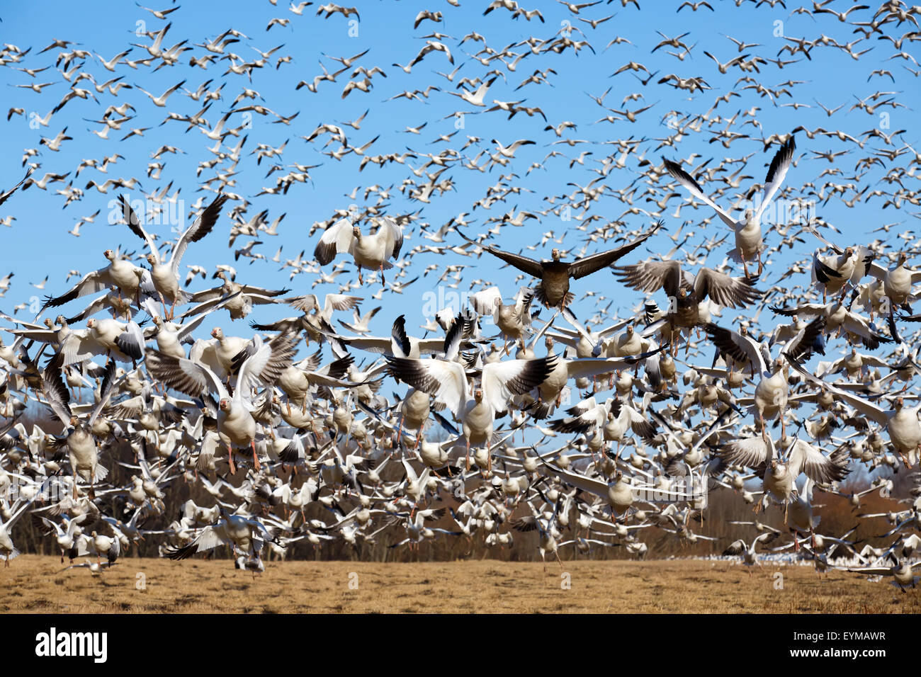 Tausende von Zugvögel Schneegänse (Chen Caerulescens) fliegen aus einem Feld in Lancaster County, Pennsylvania, USA. Stockfoto
