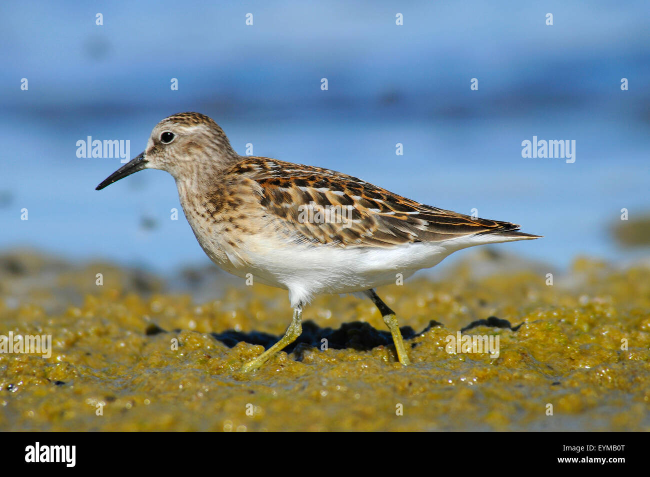 Sandpiper am See Abert, Lakeview Bezirk Bureau of Landmanagement, Oregon Stockfoto