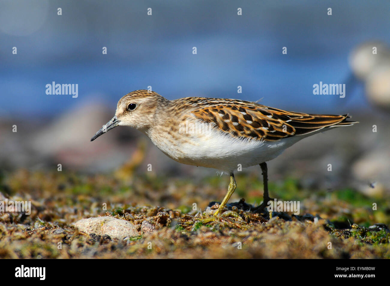 Sandpiper am See Abert, Lakeview Bezirk Bureau of Landmanagement, Oregon Stockfoto