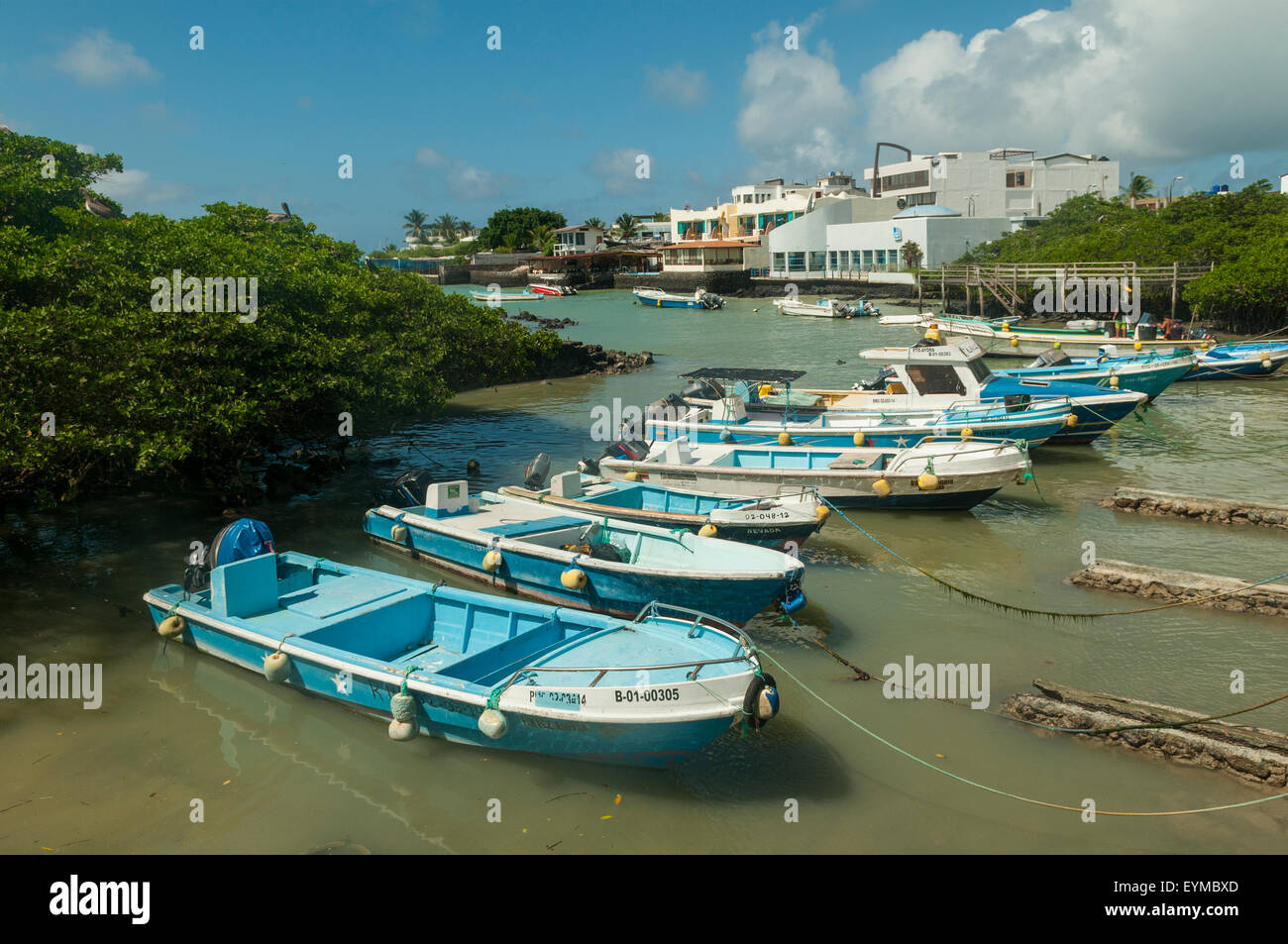 Angeln, Hafen, Puerto Aroya, Santa Cruz, Galapagos-Inseln, Ecuador Stockfoto