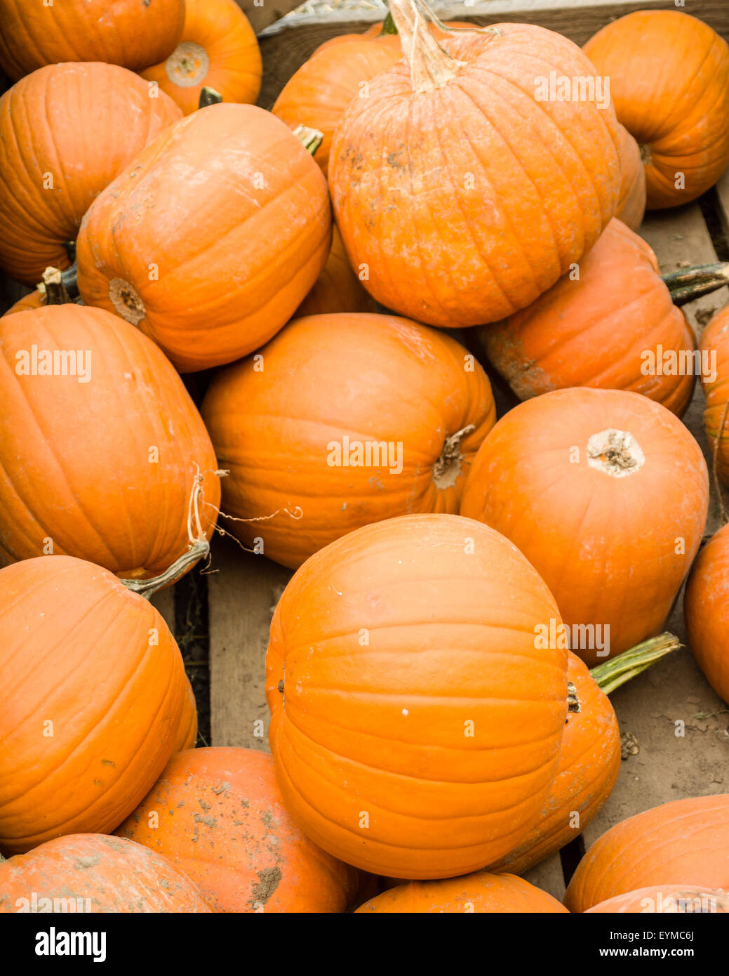 Gruppe von orange Kürbisse in einem Bulk-Display auf dem Markt Stockfoto