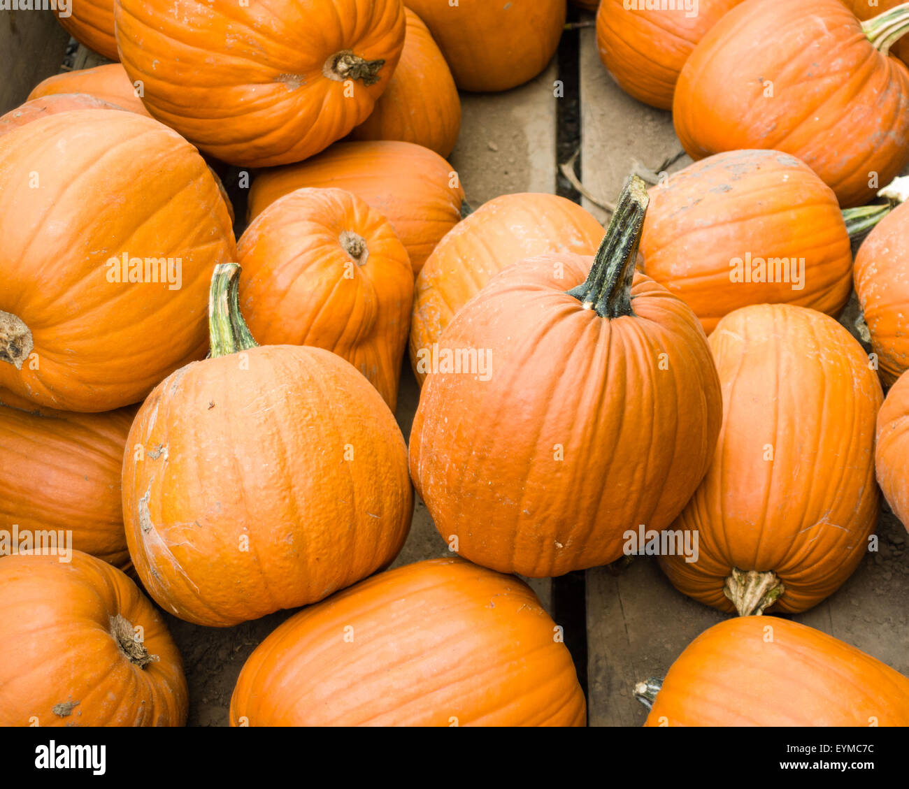 Gruppe von orange Kürbisse in einem Bulk-Display auf dem Markt Stockfoto