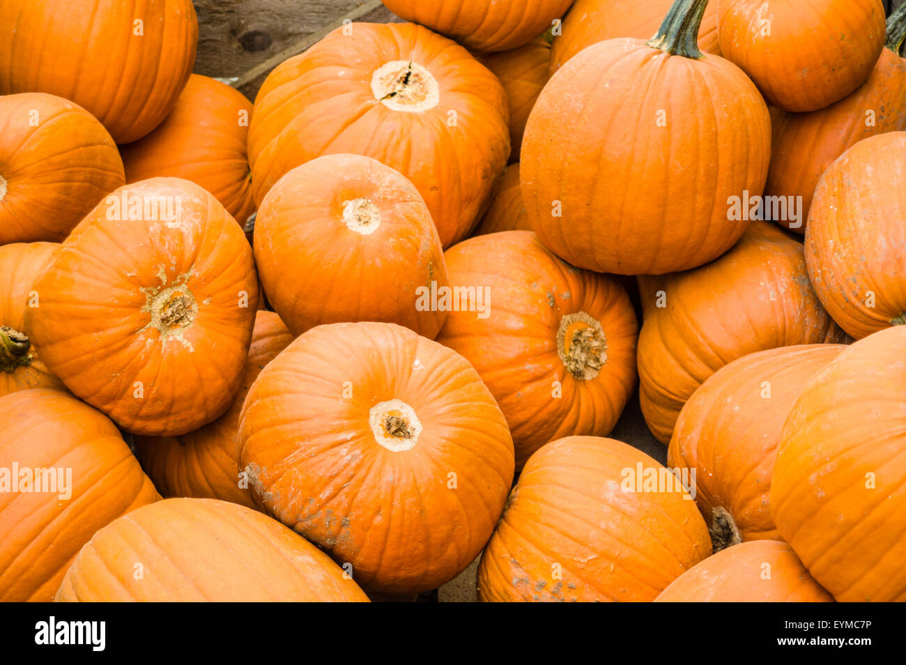 Gruppe von orange Kürbisse in einem Bulk-Display auf dem Markt Stockfoto