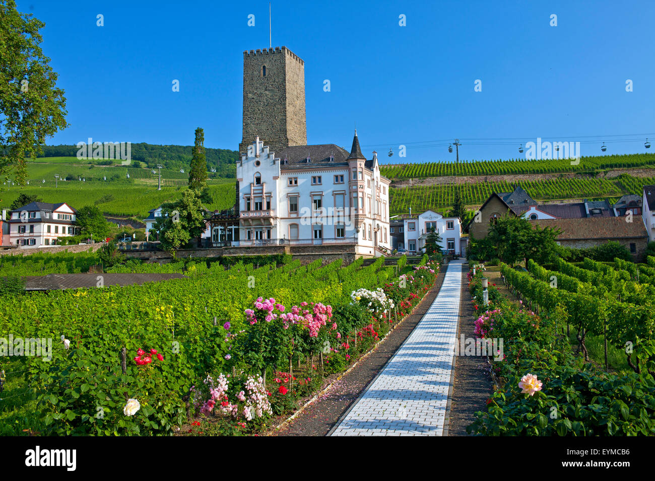 Europa, Deutschland, Hessen, Rheingau (Bereich), Rüdesheim am Rhein Stockfoto