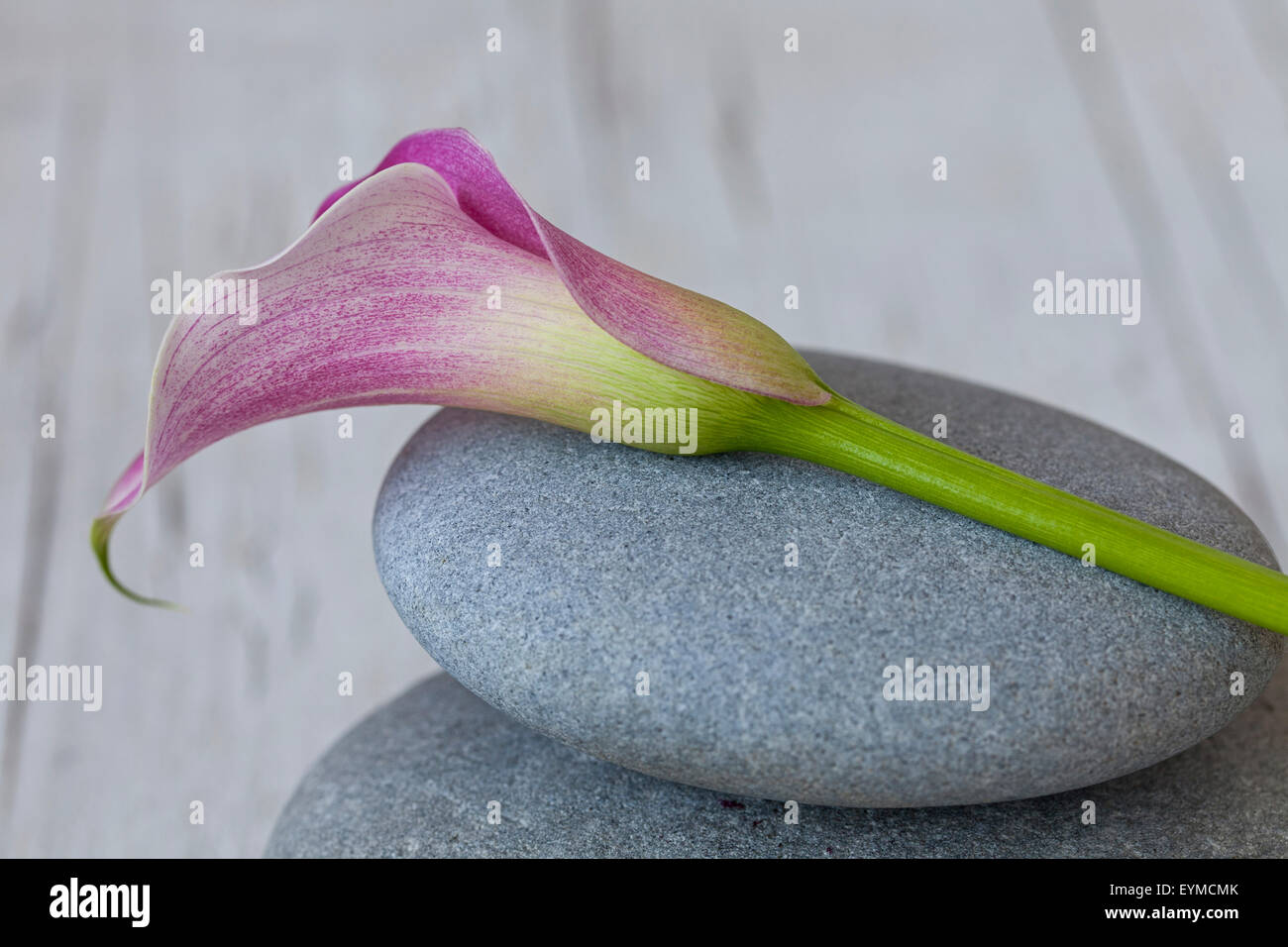 Callablüte -Fotos und -Bildmaterial in hoher Auflösung – Alamy