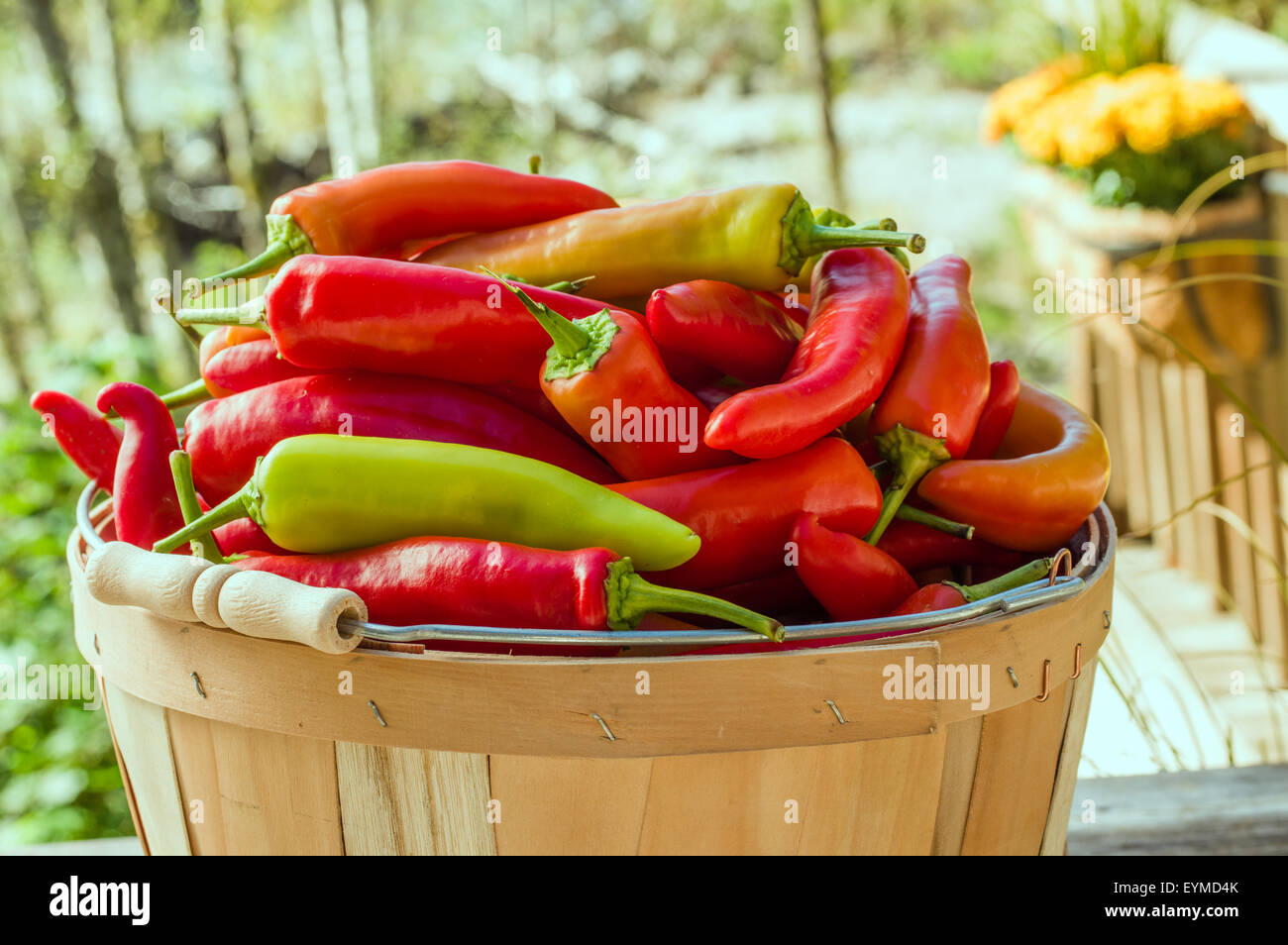 Heiße Bananen Paprika in einem hölzernen Korb Stockfoto