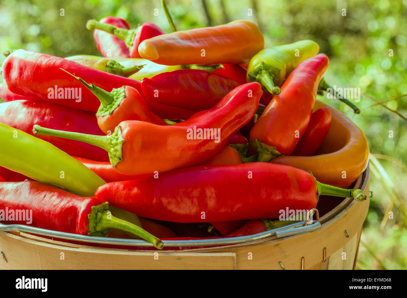 Rote heiße Banane Paprika in einem hölzernen Korb Stockfoto