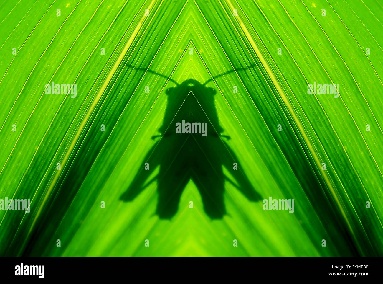 Der Schatten. Abstrakte Schatten einer Heuschrecke auf einem grünen Mais-Blatt Stockfoto