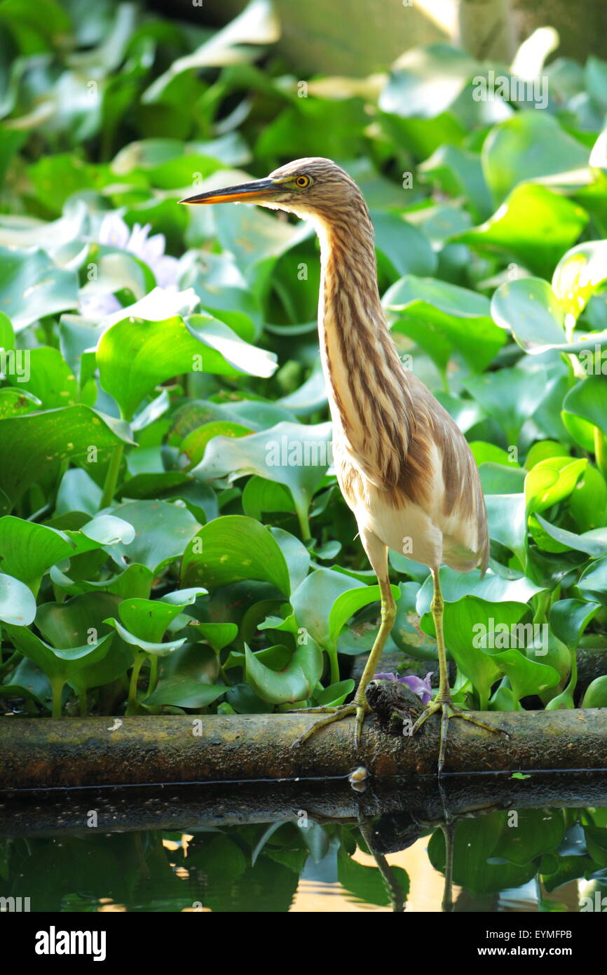 Teich Heron Kerala, Indien Stockfoto