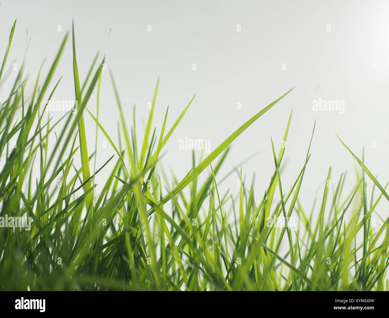 Blades of grass -Fotos und -Bildmaterial in hoher Auflösung – Alamy