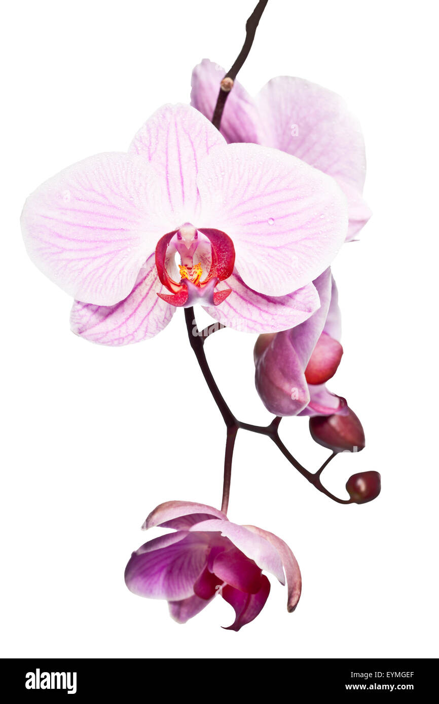Rosa Orchidee Stockfoto